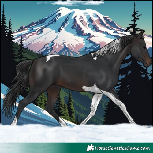 Horse Color:Brown Tobiano 