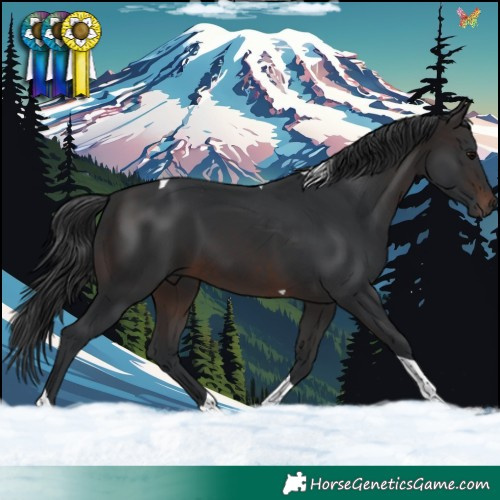 Horse Color:Brown Tobiano