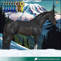 Horse Color:Brown Tobiano