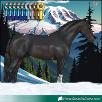 Horse Color:Brown Tobiano 