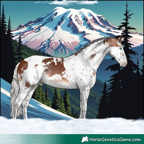 Horse Color:White Spotted Silver Brown Splash Tobiano 