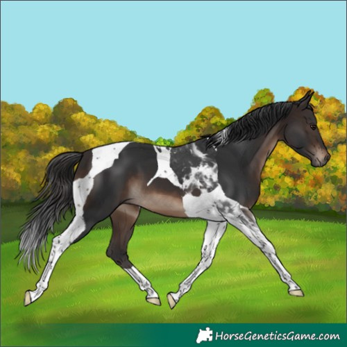 Horse Color:Brown Tobiano 