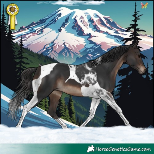 Horse Color:Brown Tobiano