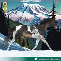 Horse Color:Brown Tobiano 