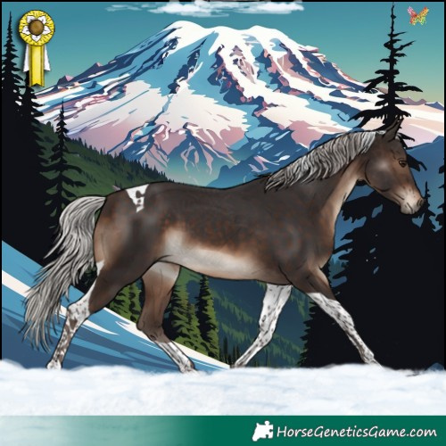 Horse Color:Silver Brown Tobiano 