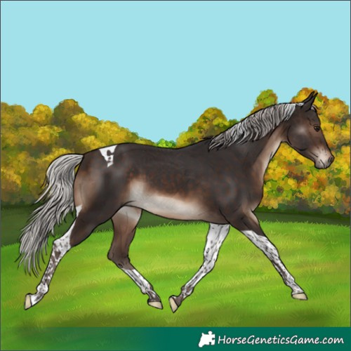 Horse Color:Silver Brown Tobiano 