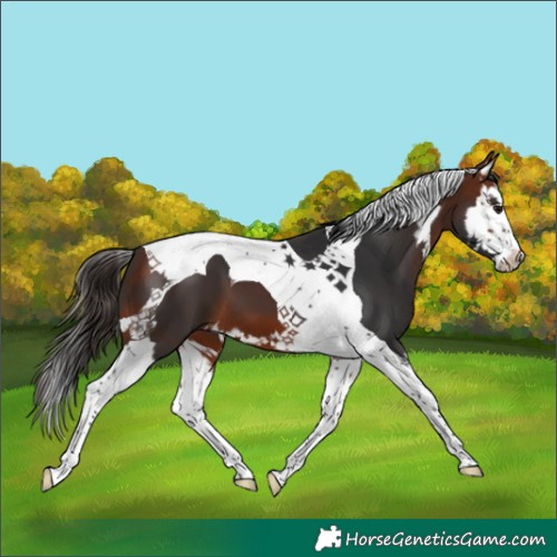 Horse Color:Bay Splash Tobiano 
