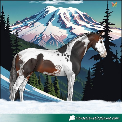 Horse Color:Bay Splash Tobiano 