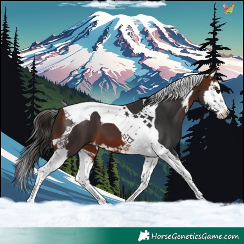 Horse Color:Bay Splash Tobiano 