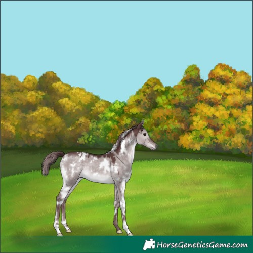 Horse Color:Platinum White Spotted Chocolate Brown Dun 