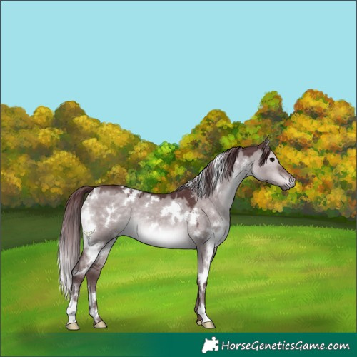 Horse Color:Platinum White Spotted Chocolate Brown Dun 