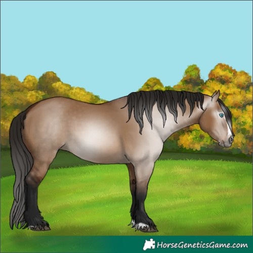 Horse Color:Gray Bay Dun Splash 