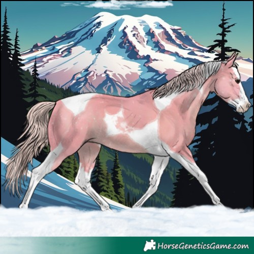 Horse Color:Watercolor Silver Black Splash Tobiano