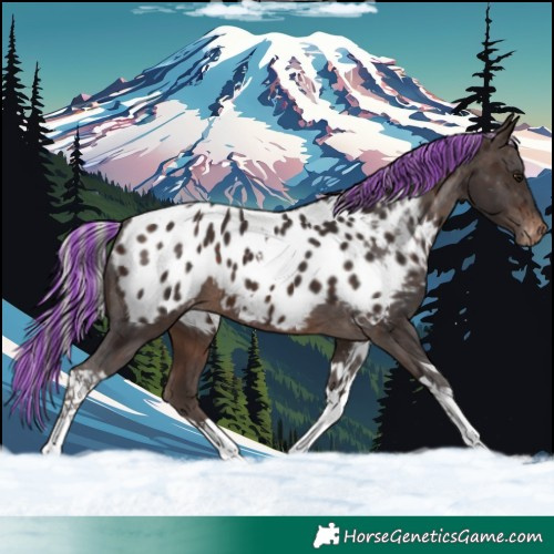 Horse Color:Painted Silver Brown Tobiano Appaloosa