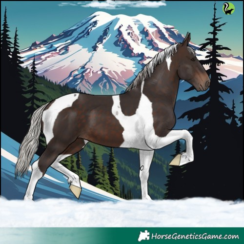 Horse Color:Silver Brown Tobiano 
