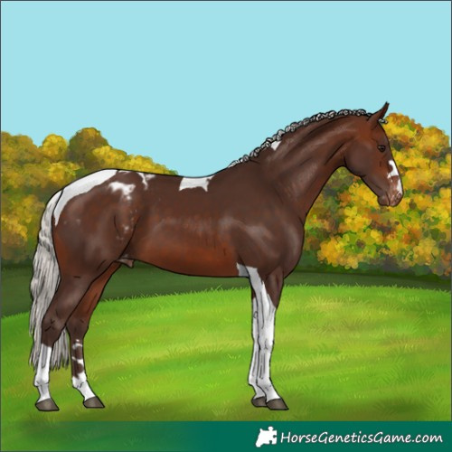 Horse Color:Silver Brown Tobiano Appaloosa 