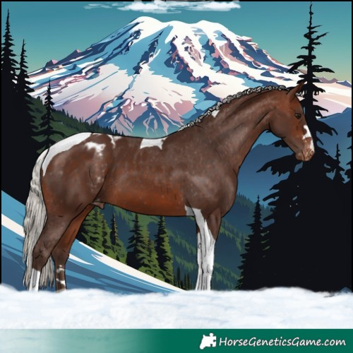 Horse Color:Silver Brown Tobiano Blanket 