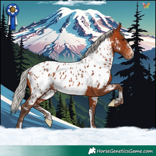 Horse Color:Powder White Silver Bay Appaloosa 