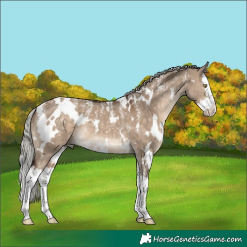 Horse Color:Powder White White Spotted Silver Brown Dun Splash 