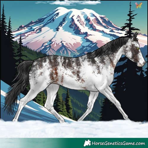 Horse Color:White Spotted Brown 