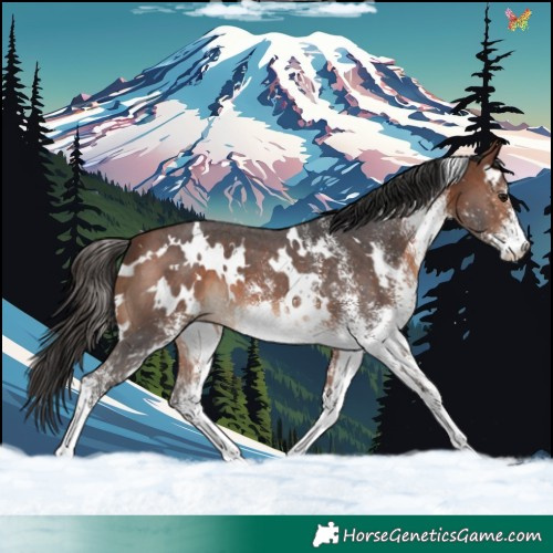 Horse Color:White Spotted Brown 