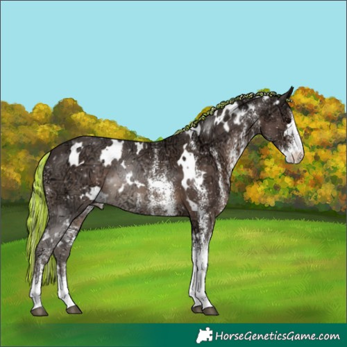 Horse Color:Painted White Spotted Silver Black Ice Appaloosa 