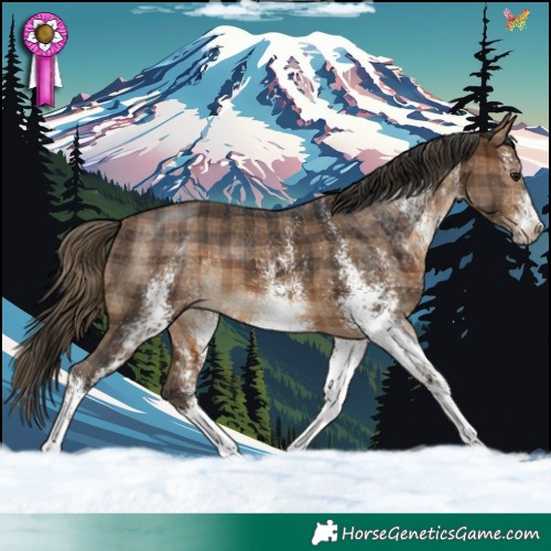 Horse Color:Plaid  White Spotted Brown 