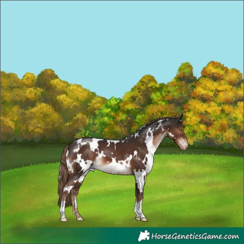 Horse Color:White Spotted Liver Chestnut Appaloosa 