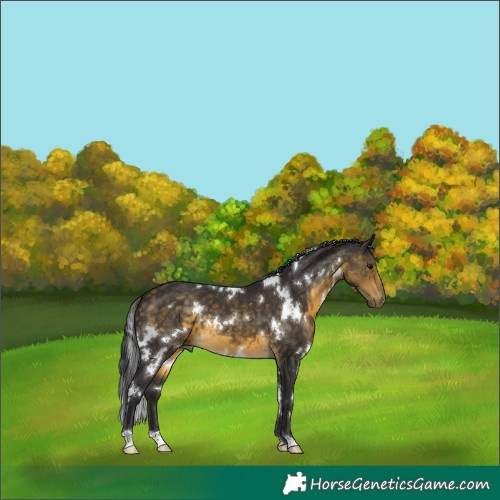 Horse Color:White Spotted Buckskin 