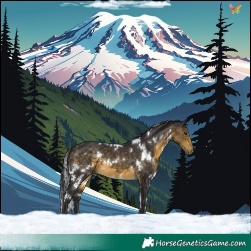 Horse Color:White Spotted Buckskin 