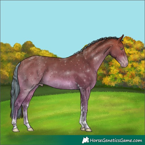 Horse Color:Painted Sable Champagne Tobiano