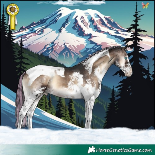 Horse Color:Painted Brown Onyx Splash Tobiano Appaloosa 