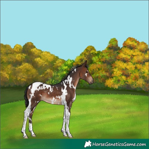 Horse Color:White Spotted Brown Tobiano