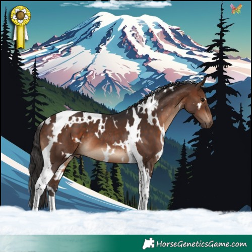 Horse Color:White Spotted Brown Tobiano 