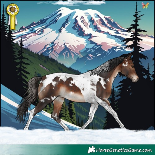 Horse Color:White Spotted Brown Tobiano 