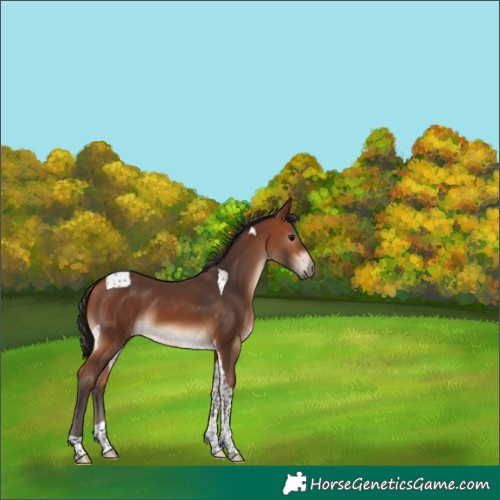 Horse Color:Bay Tobiano