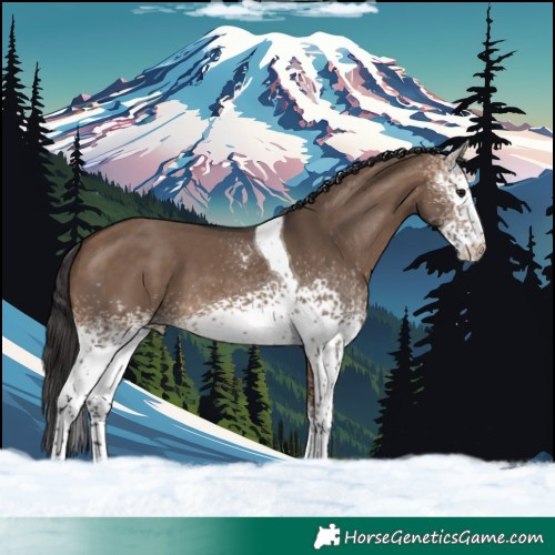 Horse Color:White Spotted Brown Dun Tobiano 