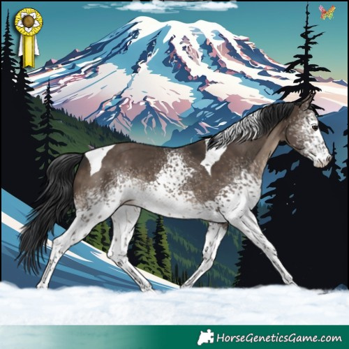 Horse Color:White Spotted Brown Dun Tobiano 