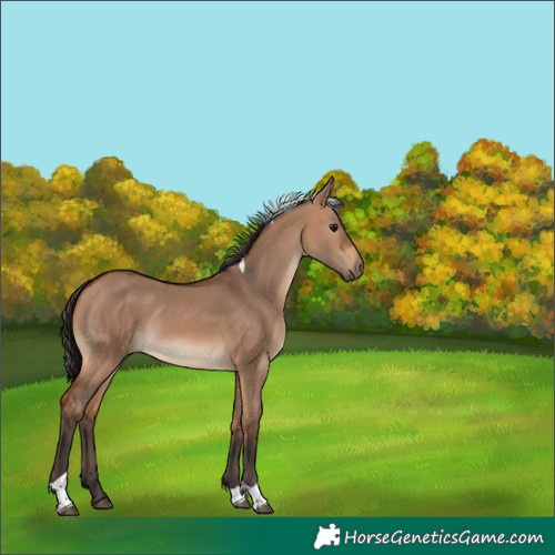 Horse Color:Bay Dun Tobiano 