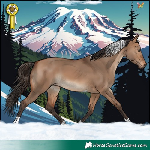 Horse Color:Bay Dun Tobiano 