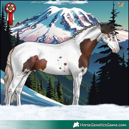 Horse Color:Liver Chestnut Splash Tobiano 