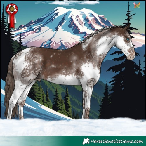 Horse Color:Liver Chestnut Splash Tobiano 