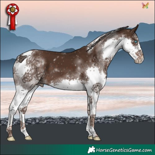 Horse Color:Liver Chestnut Splash Tobiano 