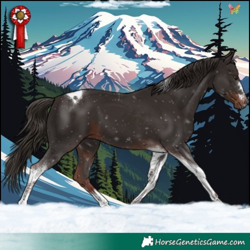Horse Color:Liver Chestnut Tobiano 