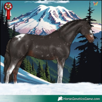 Horse Color:Liver Chestnut Tobiano