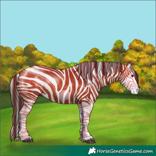 Horse Color:Bay Splash Frame 