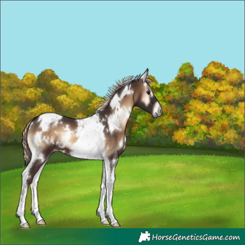 Horse Color:White Spotted Liver Red Onyx Tobiano