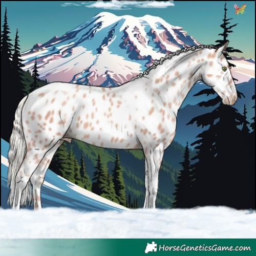 Horse Color:White Spotted Gold Champagne Mushroom Tobiano Near Leopard 