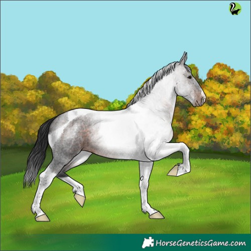 Horse Color:Brown Roan Tobiano