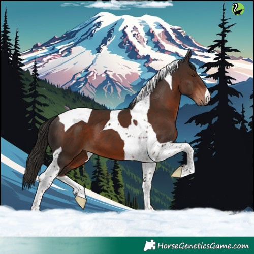 Horse Color:Liver Chestnut Tobiano 